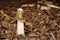 Dog Stinkhorn Mushroom