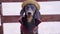 Dog in straw wide brimmed hat and checkered felt coat barks, runs away