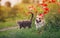 dog and striped cats sit in a Sunny summer garden in a bed of red flowers poppies