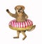 Dog with striped donut on its waist