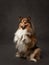 dog in a studio, its lush fur and alert expression capture, smart and friendly