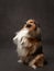 dog in a studio, its lush fur and alert expression capture, smart and friendly
