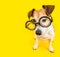 Dog study back to school. yellow bright square. Nerd in glasses. Smart pet