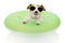 DOG SUMMER GOING ON VACATIONS. JACK RUSSELL INSIDE A INFLATABLE OR GREEN FLOAT POOL WEARING SUNGLASSES. ISOLATED AGAINST WHITE