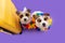 Dog summer. Two jack russell ready for vacations with a suitcase and a floral Hawaiian garland, Isolated on lila purple background