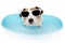DOG SUMMER VACATIONS. JACK RUSSELL INSIDE A INFLATABLE OR BLUE FLOAT POOL WEARING SUNGLASSES. ISOLATED AGAINST WHITE BACKGROUND