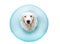 DOG SUMMER VACATIONS. PUPPY INSIDE A INFLATABLE OR BLUE FLOAT POOL. ISOLATED AGAINST WHITE BACKGROUND