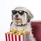 a dog in sunglasses with a bucket of popcorn