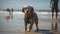 A Dog With Sunglasses Going To A Surf Camp. Generative AI