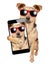 Dog sunglasses posing selfie shot mobile isolated