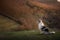 Dog at sunset in the mountains. Australian Shepherd Dog