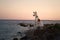 dog at sunset by the sea. Ibizan greyhound in nature