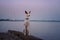 dog at sunset by the sea. Ibizan greyhound in nature