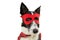 Dog super hero costume. Border collie wearing a red mask and cape for carnival or halloween party. Isolated on white background
