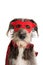 DOG SUPER HERO COSTUME.FUNNY PUPPY WEARING A RED MASK AND A CAPE.  CARNIVAL OR HALLOWEEN. ISOLATED STUDIO SHOT AGAINST WHITE