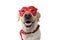 DOG SUPER HERO COSTUME. LABRADOR CLOSE-UP WEARING A RED MASK AND A CAPE. CARNIVAL OR HALLOWEEN. ISOLATED STUDIO SHOT AGAINST