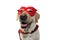 DOG SUPER HERO COSTUME. LABRADOR WEARING A RED MASK AND A CAPE. CARNIVAL, MARDI GRAS OR HALLOWEEN. ISOLATED STUDIO SHOT ON WHITE