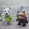 Dog superhero Costume on the bed. Yorkshire terrier and puppy of west highland white