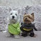 Dog superhero Costume on the bed. Yorkshire terrier and puppy of west highland white