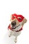 DOG SUPERHERO COSTUME. LABRADOR FROM ABOVE WEARING A RED MASK AND A CAPE. CARNIVAL OR HALLOWEEN. ISOLATED STUDIO SHOT AGAINST