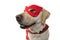 DOG SUPERHERO COSTUME. LABRADOR CLOSE-UP WEARING A RED MASK AND A CAPE. CARNIVAL OR HALLOWEEN. ISOLATED STUDIO SHOT AGAINST WHITE