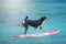 Dog surfing on a surfboard at the ocean shore, Appenzeller Mountain Dog