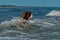 A dog surfing on the waves sea