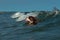 A dog surfing on the waves sea