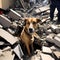 Dog surviving an earthquake - ai generated image