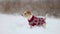 Dog in a sweater. Snowing. Jack Russell Terrier waiting for the New Year. Christmas concept. Portrait of a pet against a