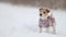 Dog in a sweater. Snowing. Jack Russell Terrier waiting for the New Year. Christmas concept. Portrait of a pet against a