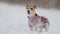 Dog in a sweater. Snowing. Jack Russell Terrier waiting for the New Year. Christmas concept. Portrait of a pet against a