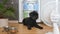 Dog sweats in front of fridge with fan