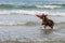 Dog a swim the sea joyfully ,
