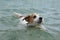 DOG SWIMMING. CUTE JACK RUSSELL PUPPY PLAYING ON WATER ENJOYING SUMMER