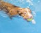 Dog is swimming and fetching the ball.