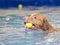 Dog is swimming and fetching the ball.