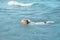 DOG SWIMMING. JACK RUSSELL PUPPY PLAYING ON BEACH SHORE ON SUMMER