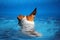 Dog Swimming Jack Russell Terrier One Floppy Ear