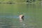 a dog swimming in a lake on a sunny day that is very clear
