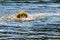 Dog swimming in Stake Lake near Kamloops British Columbia, Canada
