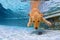 Dog swimming underwater in the pool