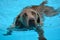 Dog swimming - Weimaraner