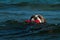 A dog swims with her toy in a wavy sea