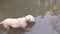 Dog swims in muddy water