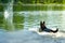 A dog swims in the water behind an abandoned stick aport. selective focus