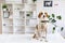 The dog on the table in a veterinary clinic. Waiting for a doctor. Blurred background of veterinary clinic.