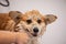 Dog Taking a Bath in a grooming salon. Funny Fluffy Welsh Corgi Pembroke portrait in a bathroom. Professional groomer