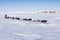 Dog team on the ice of the Anadyr estuary.