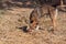 A Dog tearing the flesh of a dead animal with mouth by twisting its neck